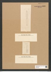 Diatomeae indet. Zeichnungen Sammlung Grunow Nr. 5832 (NHMW-BOT-W0374260)